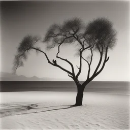a landscape by Herb Ritts